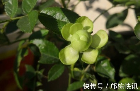 品种|10个最奇葩的月季品种,你可能一个都没见过!