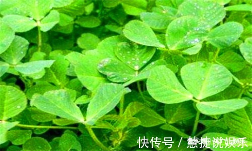 豌豆苗|人到中年,推荐吃3种食物,排毒护肝,清热明目,增强抵抗力