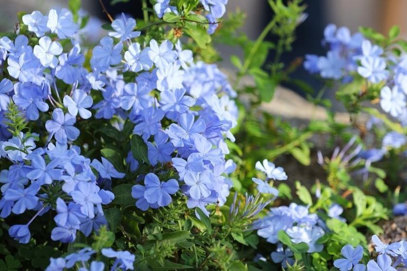 闲时修篱种花,笑看花草缤纷四季,夏季怎能少了蓝雪花