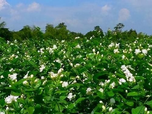 素有|茉莉花素有“天下第一香”的美誉，可以泡茶可以做美食，还能酿酒