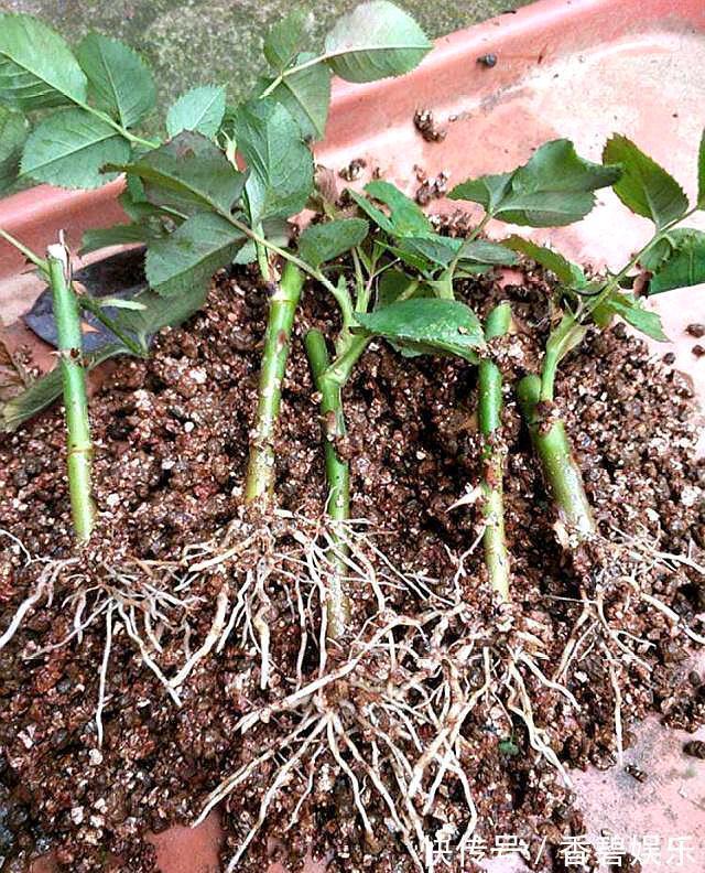 三种自制生根剂,扦插花卉时使用,快速冒出大白根,不比买的差!