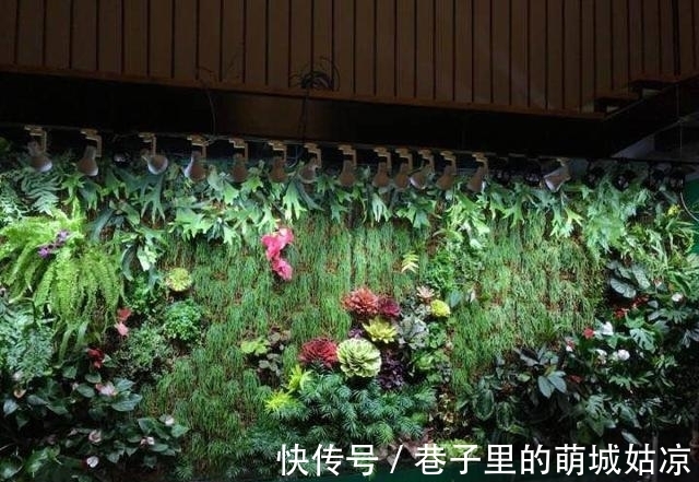 王昱珩|被《人民日报》表扬,1000万姑娘都想嫁,他将家变成热带雨林