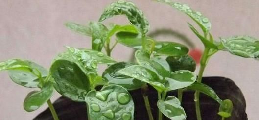 百香果|吃剩的水果种子,往盆里一种,种成小盆栽,一不小心就结出果实来