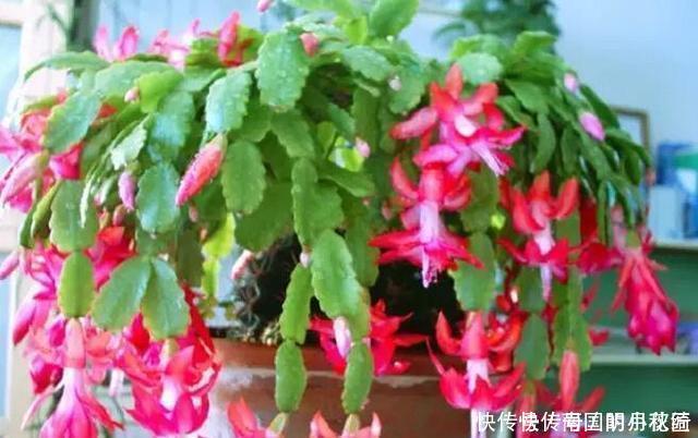 君子兰、蟹爪兰不开花,盆里加水加药,入冬就开花