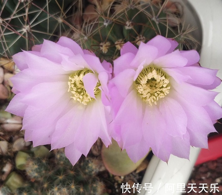 开花的仙人球,刷一下、结籽千千万,撒土里冒一盆苗!