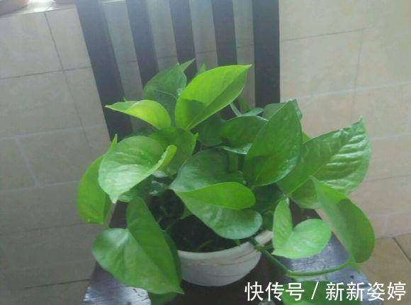 淘米水|爷爷养花从不用“淘米水”，盆里倒“2种料”，6天1次，窜窜长
