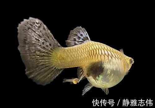 饲养孔雀鱼,永远避免不了的四大难题,也是孔雀鱼的主要死亡原因