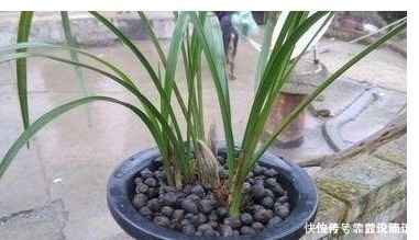 啤酒水|什么淘米水、啤酒水都不如“它”，君子兰蹭蹭长，花友赚大发了