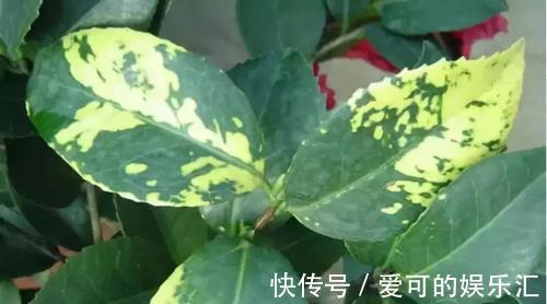 还在为花卉盆栽常见的几种病害烦恼,有了它,轻松解决一切问题