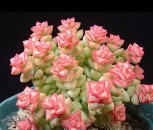  好养|此款多肉，好看又好养，繁殖快，还能开出小米花！