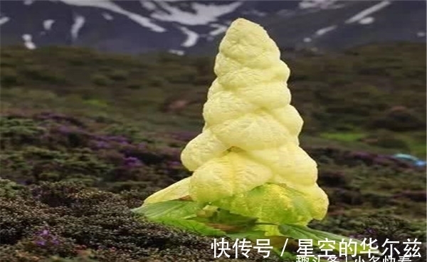 吉祥三宝|能治病的奇特“白菜”，生长在青藏高原，能长到2米高！