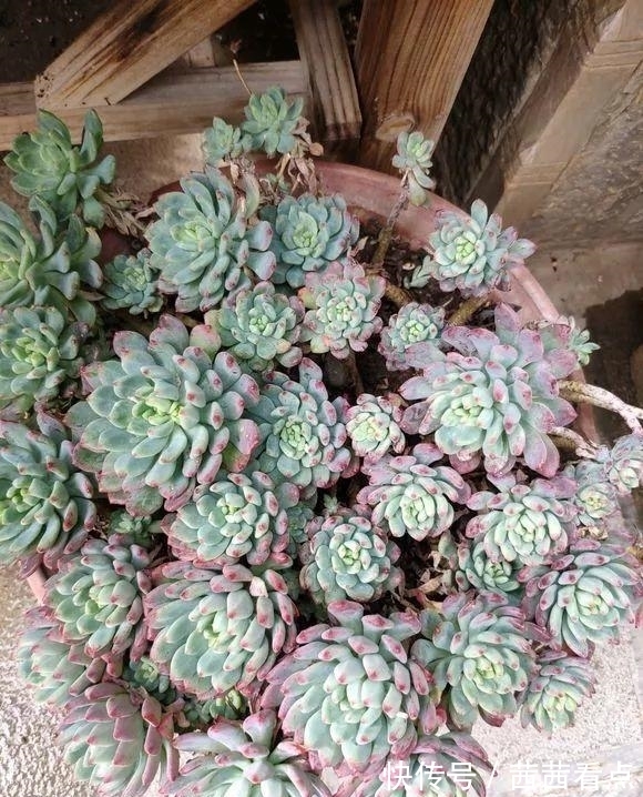 张大姐养多肉, 连屋顶也不放过, 8年种了3万棵!