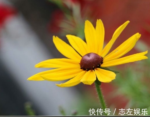 喜欢养菊,不如养盆“菊中珍品”堆心菊,花姿独特,爆成菊花海!