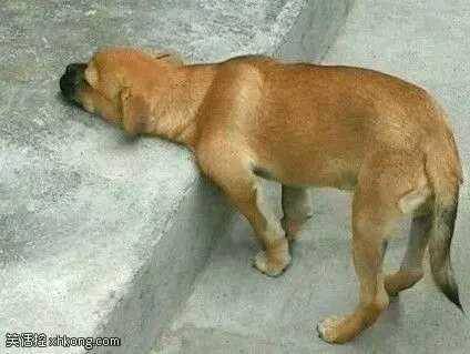 |搞笑图片幽默段子笑话狗子咋看你有气无力的呢,遇到什么事了么