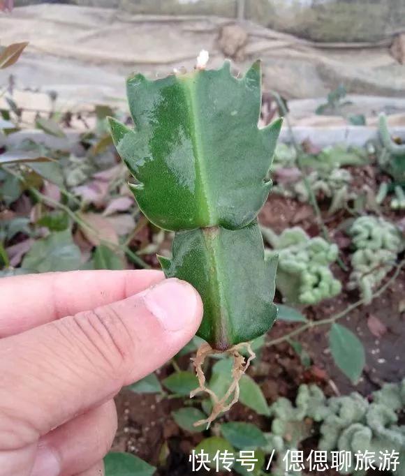 蟹爪兰叶子|蟹爪兰插在梳子上,一次50片,大白根呼呼冒,爆盆太过瘾