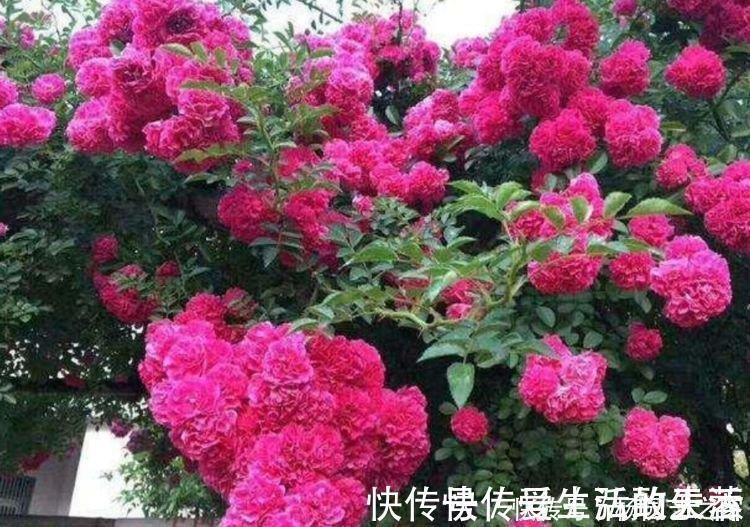 月季|家里必养“4种花”，好养又漂亮，开花就爆盆，不易生病好养护