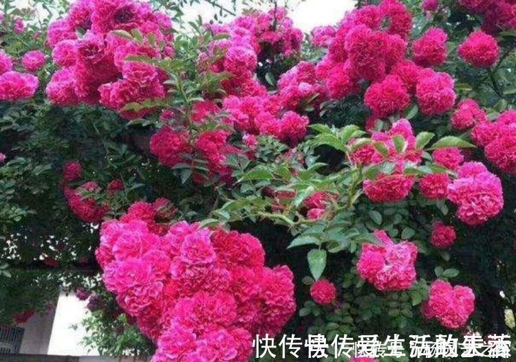 月季|家里必养“4种花”,好养又漂亮,开花就爆盆,不易生病好养护