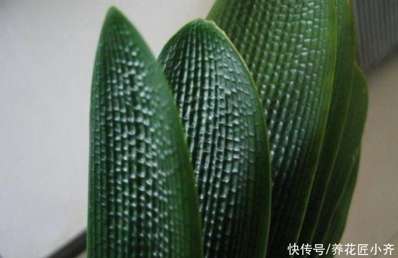 君子兰叶子残缺长“疤”,平时管住手,做好3点,养出“大扇面”