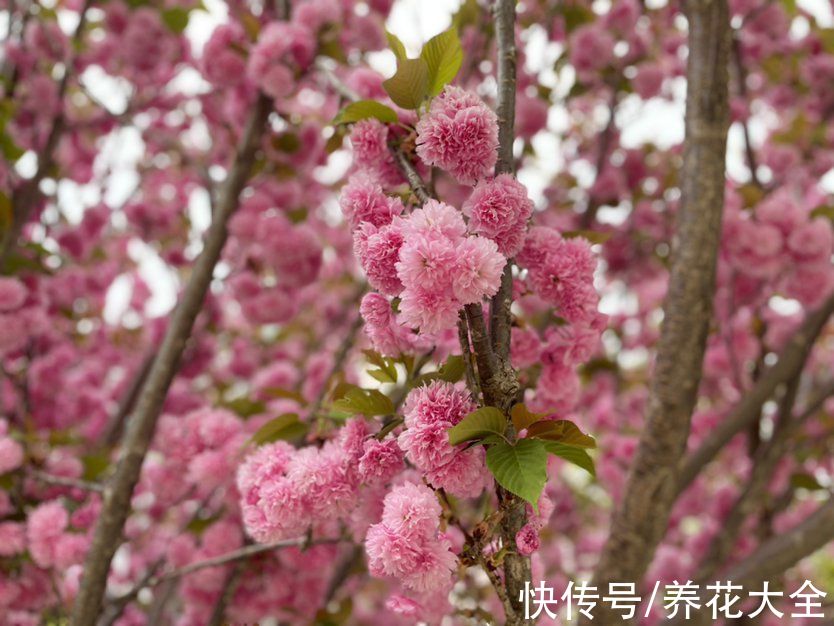 樱花|4种生长在路边的美花，春天呼呼开，堪比选美大赛