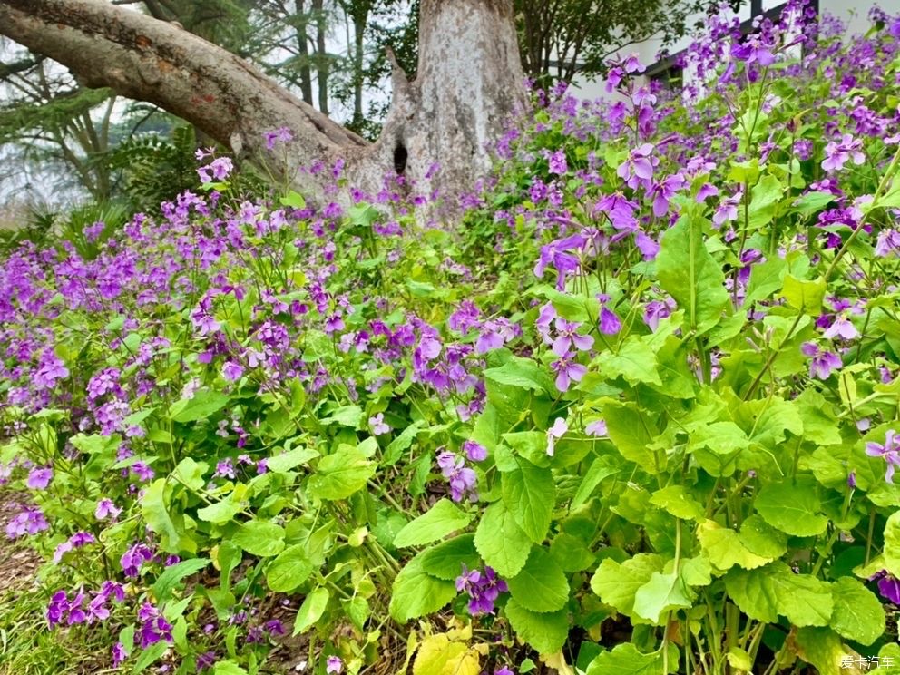 玄武湖|打卡：玄武湖樱花节