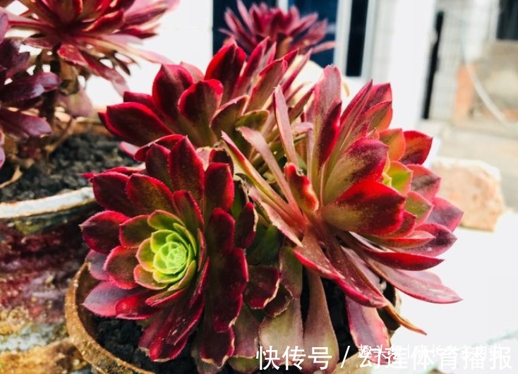 红覆轮锦|多肉嘉年华法师平常十分低调,但养出状态后它的颜值不输任何多肉