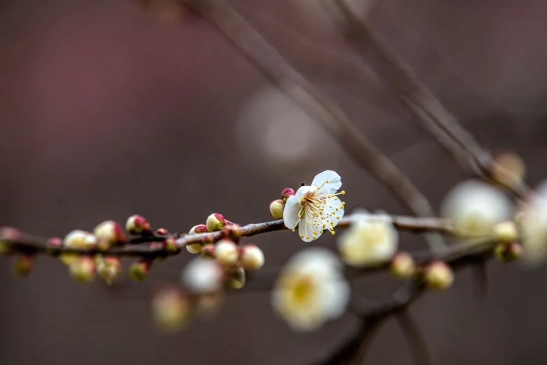 梅景|蜡梅、梅花罕见同开，武汉植物园限量版梅景上新