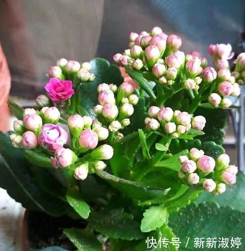 长寿花还不长花苞,赶紧找个袋子套一套