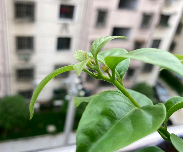 花匠|三角梅长出花苞以后,为什么花匠要建议摘叶?持续来花到年底