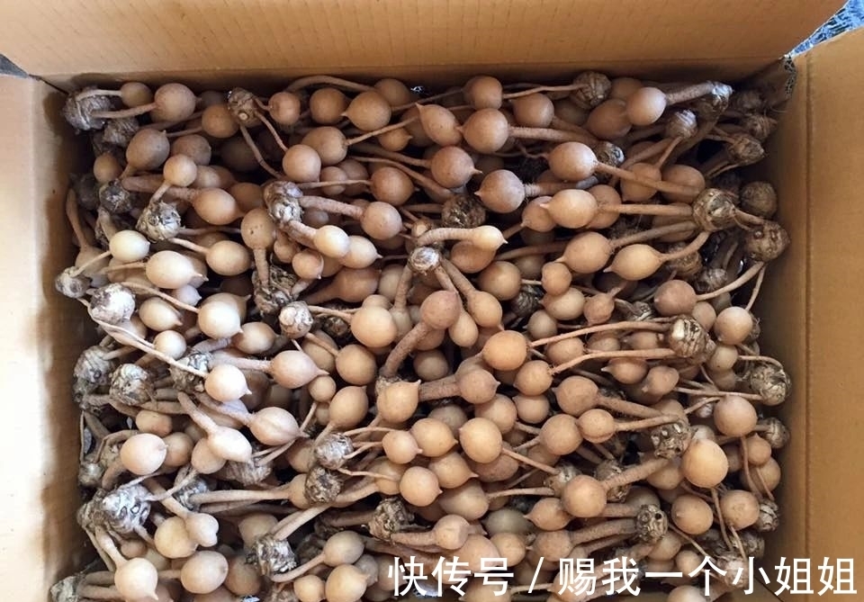 姜荷花|一块“大生姜”,开满粉荷花,家里养一盆,仙气飘飘,开花100天