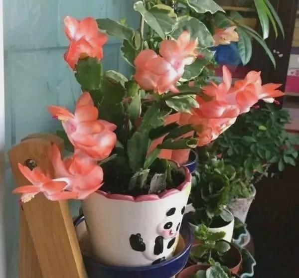 有暖气的地方,我建议你在室内养这6种花,整个冬季天天有花赏