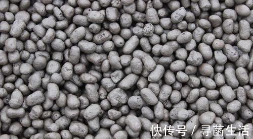 养花|光买便利的“营养土”养花,不行,盆底垫这些小东西才能不烂根