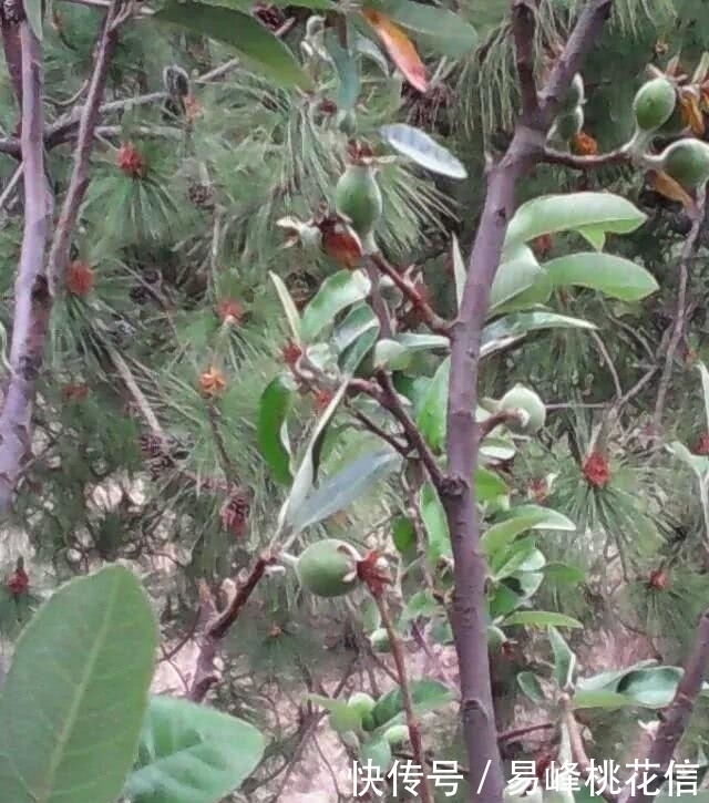 甘蓝|这种果子在孩子不喜欢吃饭的时候吃,立马胃口大开,真是太神奇了