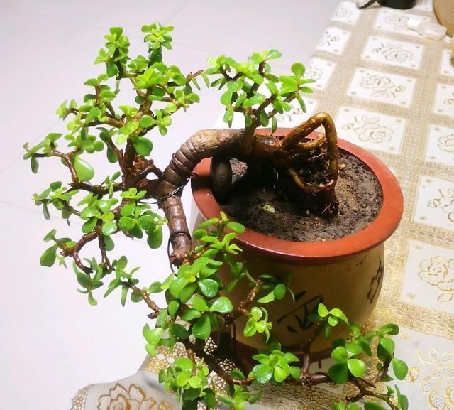 猛窜芽|金枝玉叶长势慢，果断“剪一刀”再饿三天，“猛窜芽”变繁花老桩