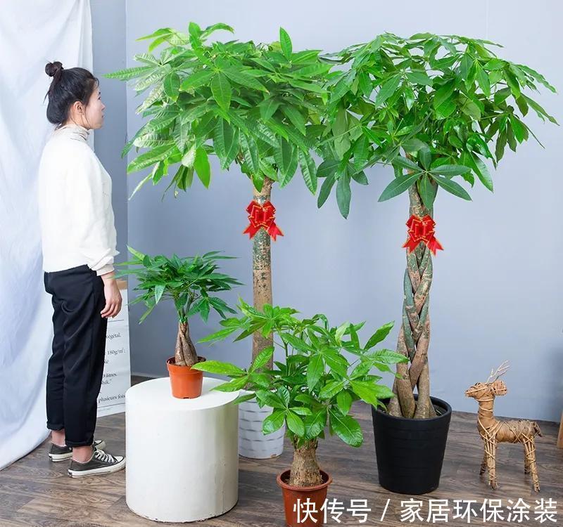 金钱树|容易被水浇死的“6种花”,养不活都是由于手太勤