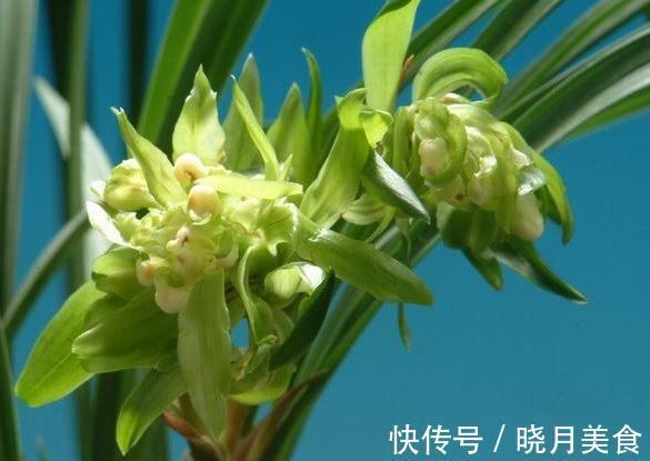 兰花浇水普通又关键，掌握这些，不烂根不闭花，植株挺拔生长快