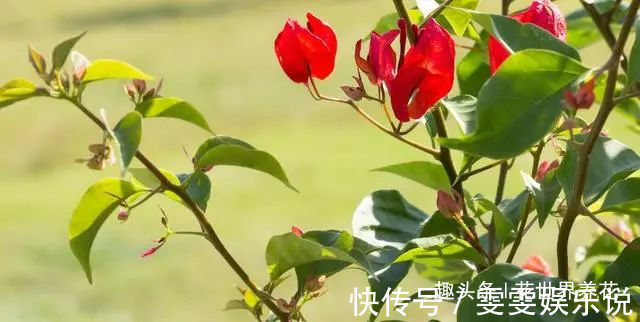 三角梅“黄叶”不开花,用这些水浇一浇,叶子油绿,满头花