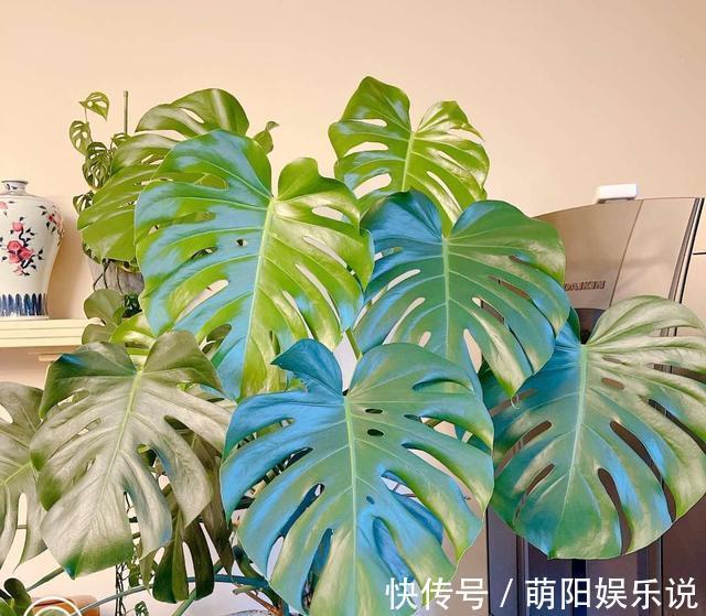 白掌花|旺财旺运的5种盆栽,好看好养,放家里一盆不吃亏