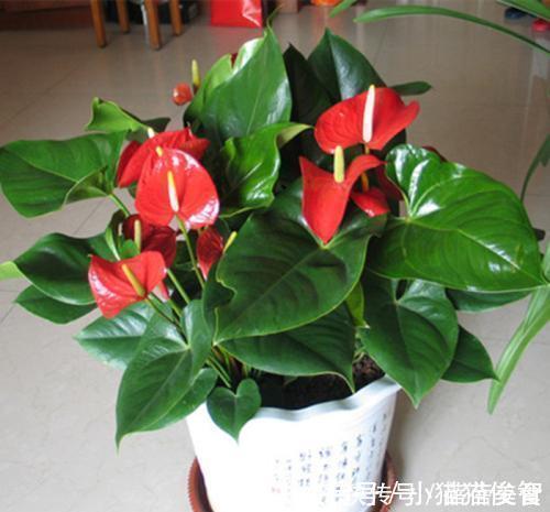 有机质|花盆满是小飞虫？不是大事，花盆撒把它，小虫死翘翘