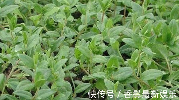 农村|农村常见的“土人参”,想吃多少摘多少,外面一斤40元比肉还贵!