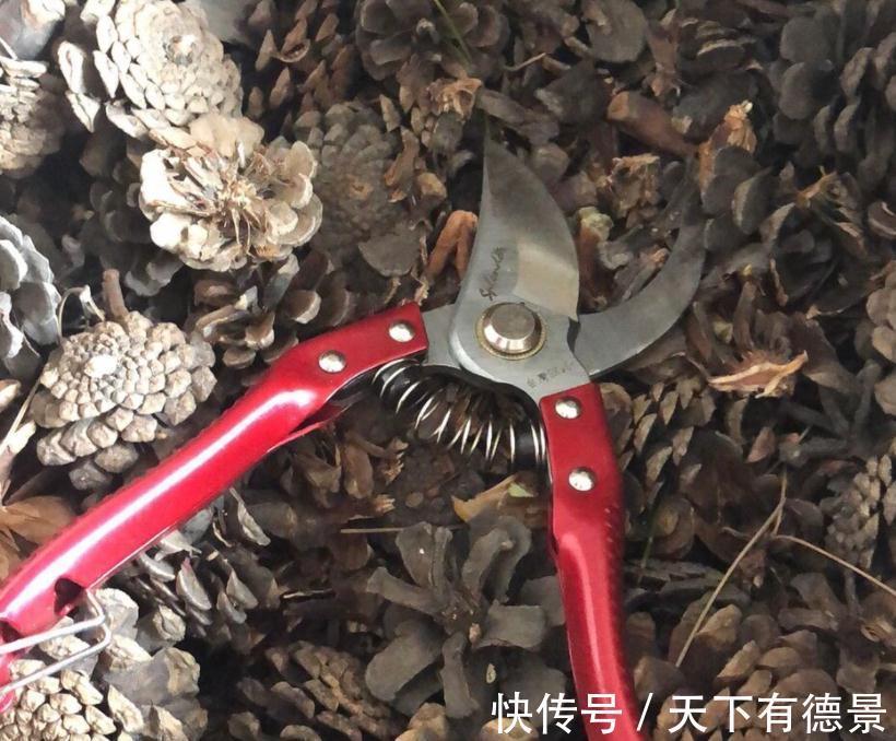 松塔养花的好处以及注意事项