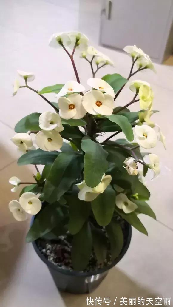 4种花一开就300多天，根本停不下来，被称为开花机器