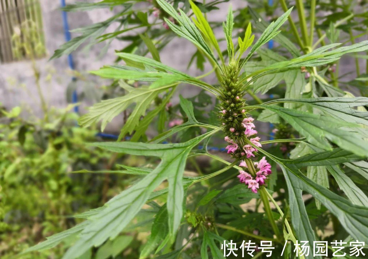 妇科病|“妇科圣药”益母草,除了用于妇科病,3种病症也适用