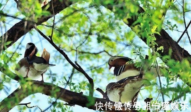 上联$老师一上联:“母鸡下蛋,‘谷多谷多'只有一个”,下联太经典了