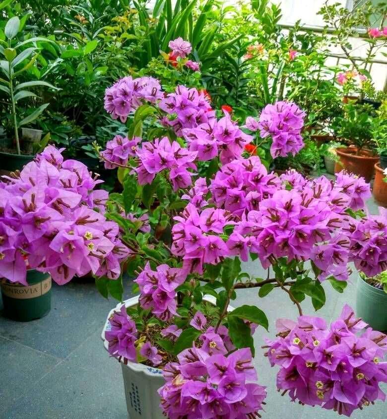 耐寒的4种三角梅,漂亮又勤花,严寒天气也不怕,花朵呼呼开爆盆