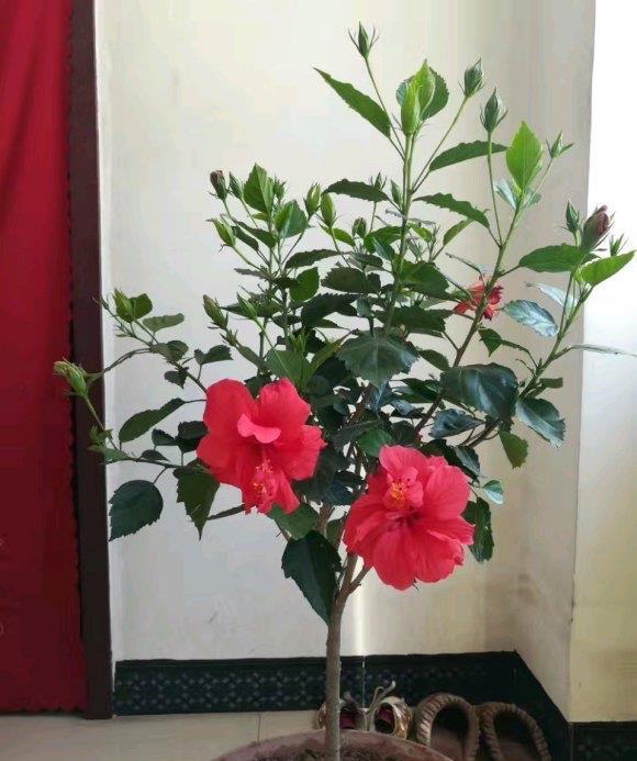 缺水|夏季阳台养一盆它，花朵大颜色正，花量多花期长，很美啊