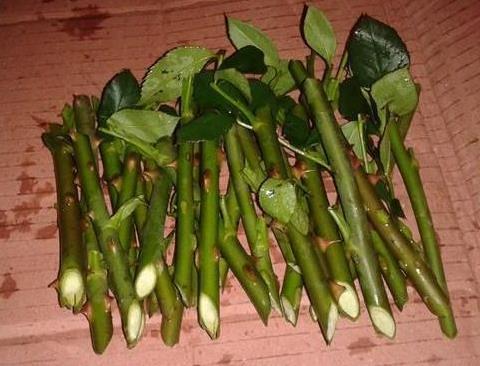 2种花“太名贵”，想养不用买，剪1段“小枝”就能扦插，生根快