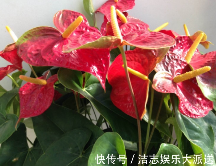 红掌|“4种花”养家里，财运越来越好，从年头旺到年尾，家中必备！