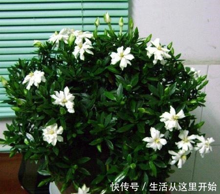 春天给栀子花“剃个头”,树冠很快成大球,花苞压弯枝头!