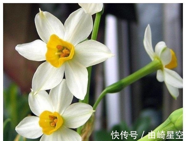 人心|农历哪日出生的人,处事圆滑,人心所向,生活如鱼得水