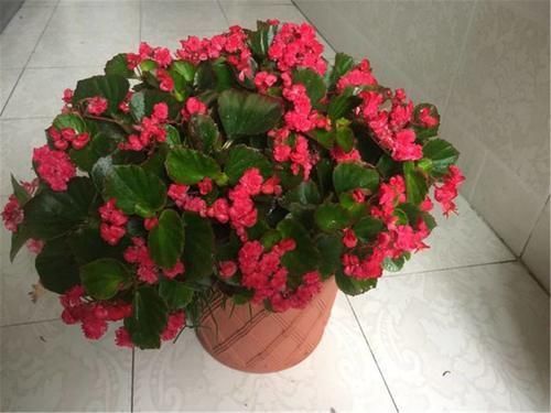 香蕉皮|香蕉皮养花的方法,跟老花农学两招,让花卉蹭蹭长!